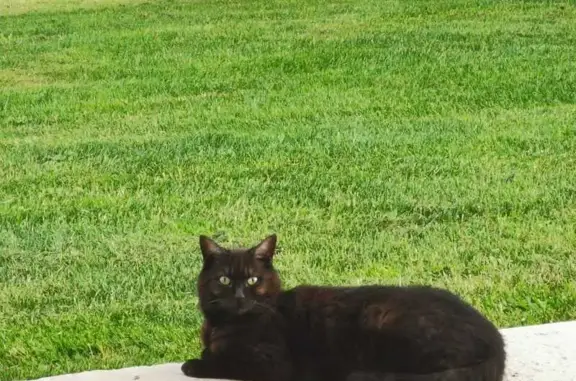 Chatte perdue : Sally, 7 ans, mi-long noir - photo