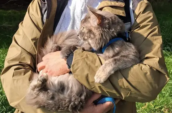 Chatte grise perdue à Lusigny-sur-Barse - photo