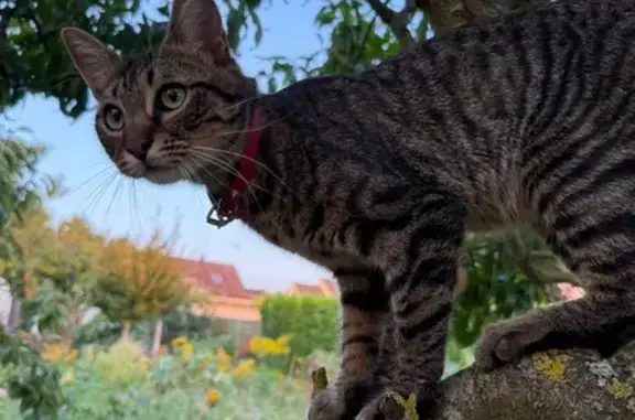 Chat mâle tigré perdu à Laigneville - photo