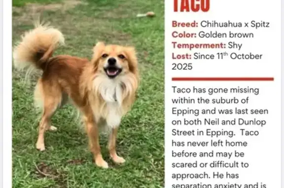 Help Find Taco: Shy Pomeranian Lost!