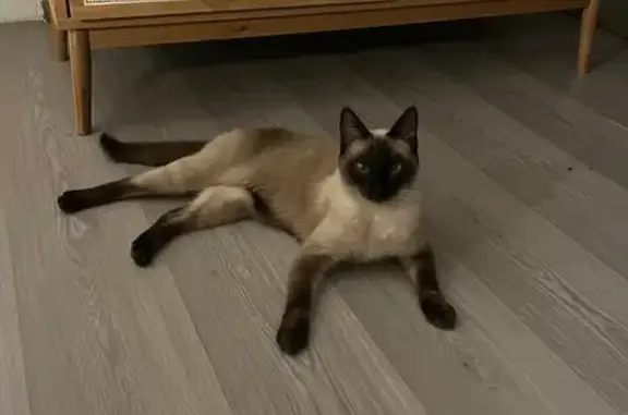 Animaux perdus , photo: Chat perdu, rue du Trou aux Loups, Escames