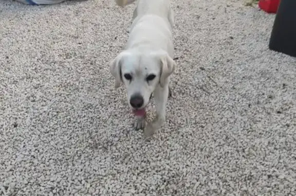 Labrador sable mâle trouvé à Saint-Georges - photo