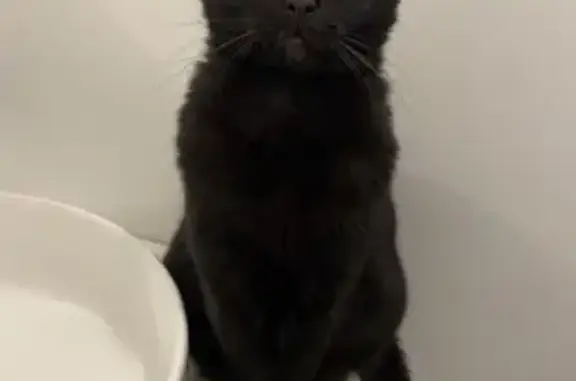 Chatte noire perdue à Saint-Jean-le-Blanc - photo