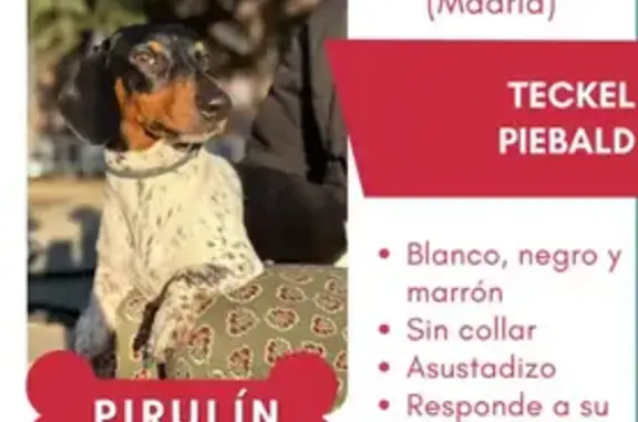 ¡Ayuda! Pirulin, perro salchicha perdido