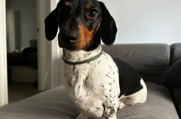 Perros perdidos, Madrid, foto: ¡Ayuda! Teckel Piebald perdido en Madrid