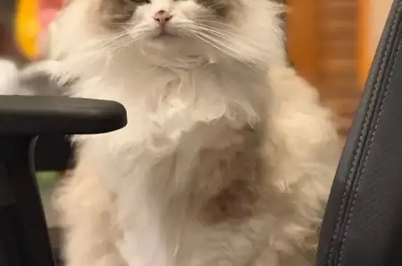Lost Ragdoll Cat MorMor in Parramatta