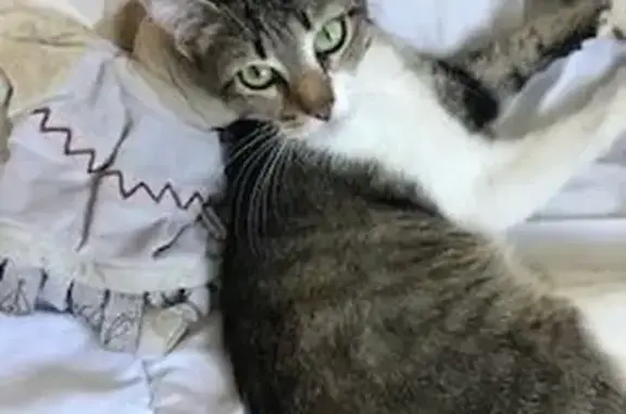 Chatte perdue, yeux verts, Sainte-Sigolène - photo