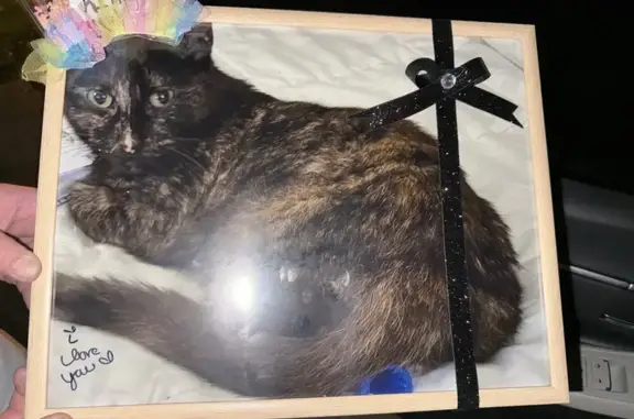 Lost Tortoiseshell Cat - Reward Offered!