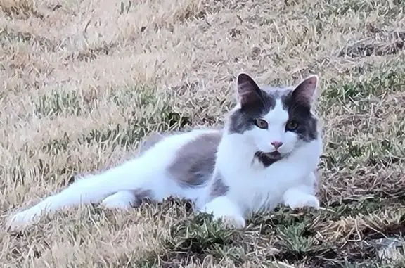 Animaux perdus , photo: Chatte grise et blanche perdue au Busseau