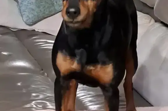 Chien noir et feu perdu à Costaros - photo