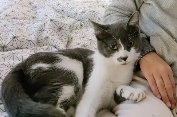 Chatte perdue à Malaucène, timide et cachée - photo