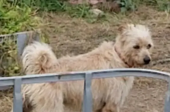 Perro Perdido en Gandía: Mestizo con Collar Rojo