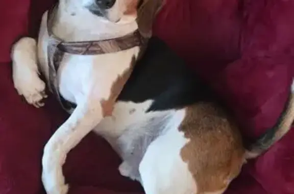 Friendly Dog Cooper Lost on Ripley Rd