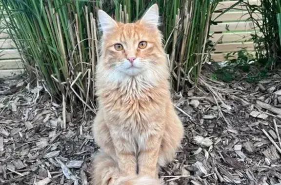 Chat trouvé La Haie-Fouassière, photo: Chat roux perdu à La Haie-Fouassière
