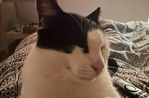 Chat mâle noir/blanc perdu à Tournon - photo