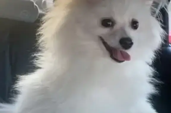 Perro Blanco Perdido en Huete: Amigable y Sociable