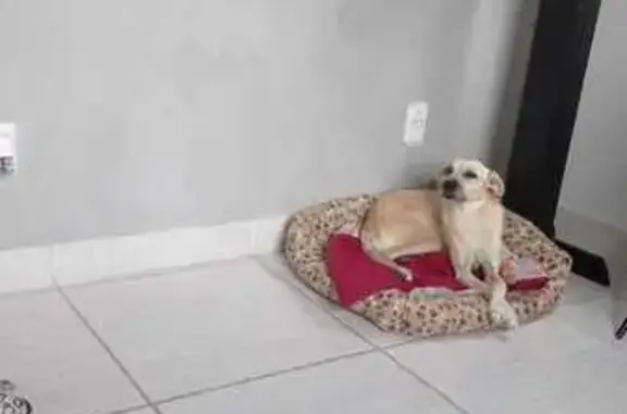 cachorro desaparecida