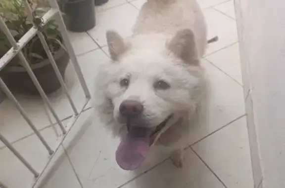 cachorro encontrada