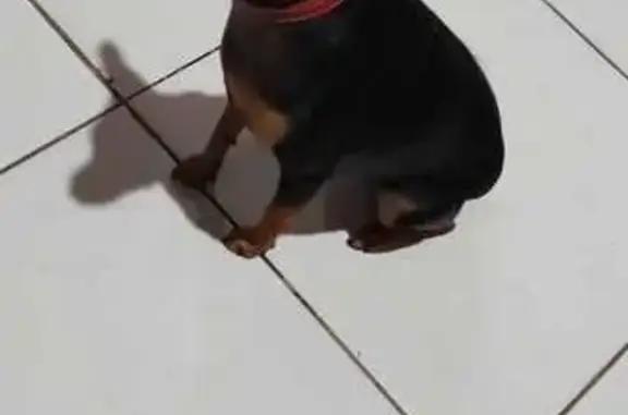 cachorro desaparecida