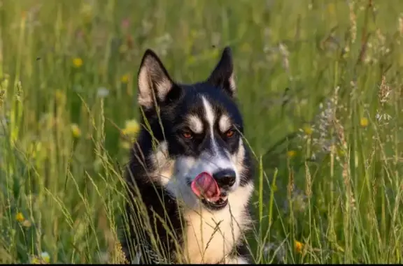 Husky perdu à Corps (Isère) - photo