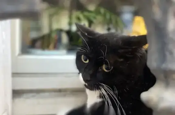 Animaux trouvés Nancy, photo: Chat noir et blanc trouvé à Nancy