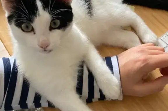 Chat perdu, , photo: Chatte 5 mois perdue à Gené