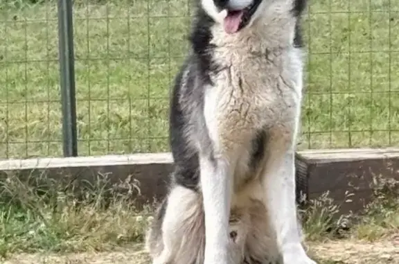 Help Find Our Lost Husky, Shadow Moon!