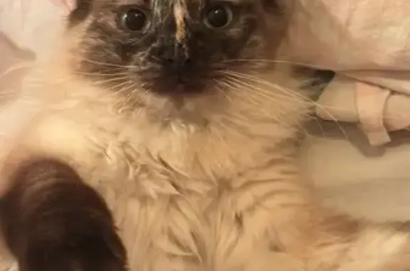 Animaux perdus , photo: Chatte perdue à Poubeau : Neige recherchée