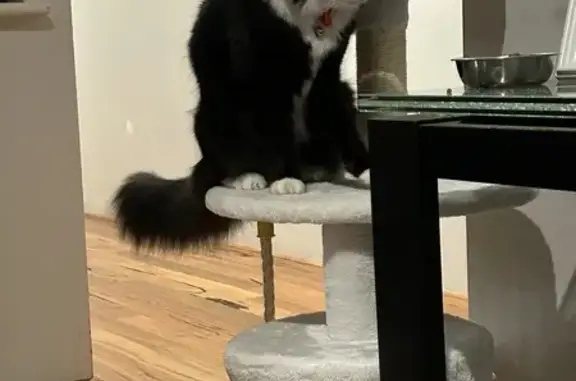 Lost Cat: Princess Missing in Mandurah