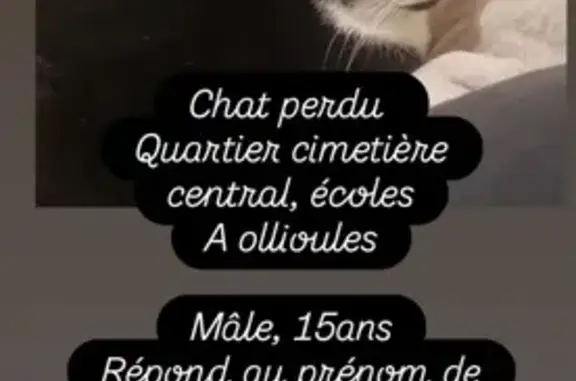 Animaux perdus Ollioules, photo: Chat perdu : Pepsi, mâle 16 ans, Ollioules