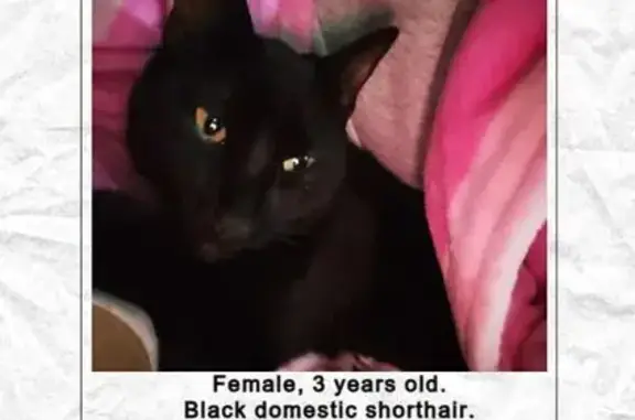 Lost Black Cat Max - Friendly...