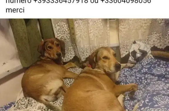 Chien perdue marron clair Targon - photo