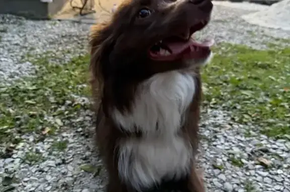 Found pets New Berlin, photo: Found Dog on National Ave, New Berlin