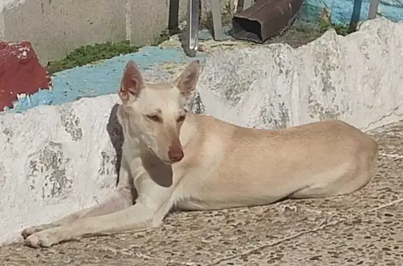 Perra Podenca Beige-Blanca Perdida en Carriches