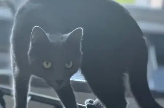 Lost Grey Cat Lisa - Skittish, Devonport