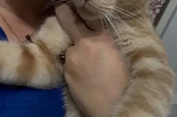 Found cat Orlando, photo: Sweet Young Cat Found on S. Kirkman Rd!