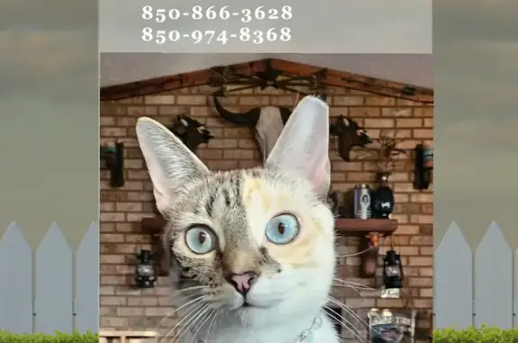 Lost and found pets Lynn Haven, photo: Lost Cat: Sparkly Collar, Blue Pendant