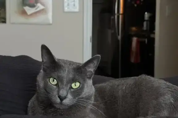 Lost and found pets Charlotte, photo: Lost Cat: Bald Spots & No Collar - Help!