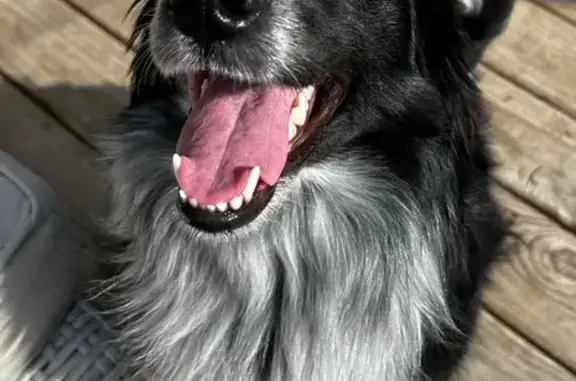 Lost Dog: Susie, Black & White, Eugene St.
