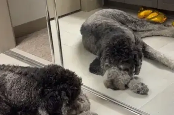 Lost Black & White Dog on Rockaway St