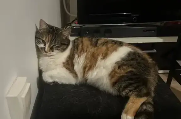 Animaux perdus , photo: Chatte perdue à La Fontenelle
