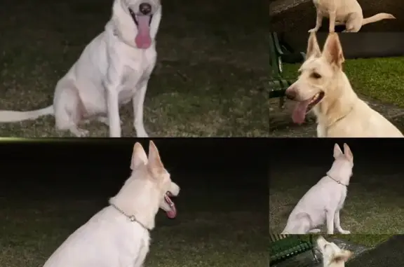 Lost White German Shepherd in Cutler Bay