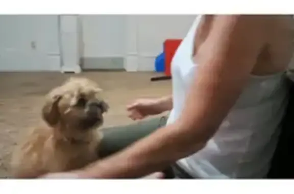 Lost Tan Shih Tzu: 15th St, Rockford