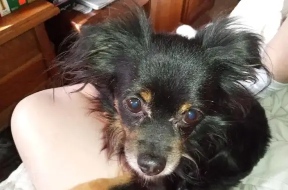 Lost Black Chihuahua on East 7th St