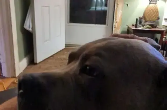 Lost Grey Dog with Unique Head Marking