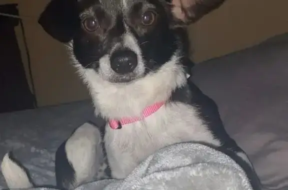 Lost Chihuahua-Weenie Mix: Black & White