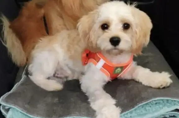 Lost Dog in Aurora: Oliver Needs Help!