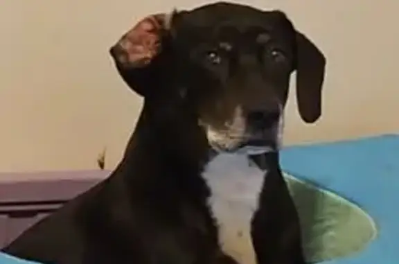 Lost and found pets East Syracuse, photo: Lost Dog: Black & White, Friendly, East Syracuse