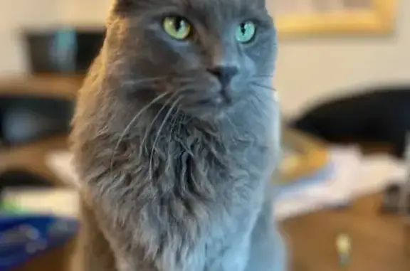 Lost Grey Cat 'Moofie' in Plainville