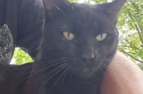 Lost and found pets Michigan Center, photo: Found Black Cat on Paris St, Lincoln Park